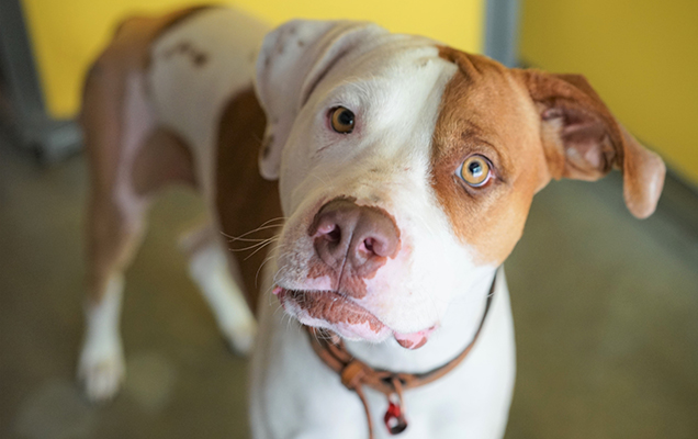 orthopaedic dog skye